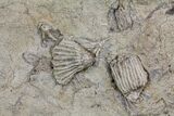 Crinoid Fossils ( Species) - Gilmore City, Iowa #86375-5